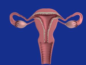 uterus-g67995d1cb_1