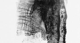 Elefante africano. / Lisette Pons