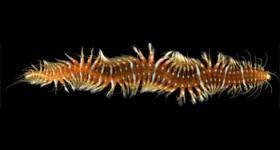 Imagen de un ejemplar de Oxydromus flexuosus / Arne Nygren (MNCN-CSIC)