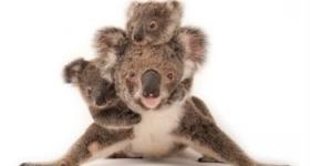 Una sugerente selección de imágenes sobre las especies amenazadas del planeta.