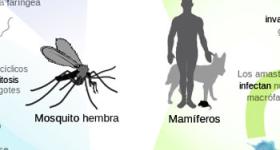 Leishmania, no solo en tu mascota