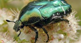 Cetonia aurata es un coleóptero conocido como escarabajo de las rosas o "rose chafer" por los angloparlantes.