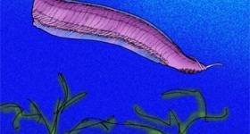 Recreación de una Pikaia. / Apokryltaros (WIKIPEDIA)