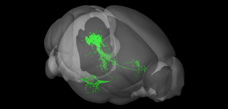 Un grupo de neuronas dopaminérgicas en la sustancia gris central detecta eventos desagradables e instruye a la amígdala para almacenar estas experiencias en la memoria del miedo. /  Allen Institute for Brain Science