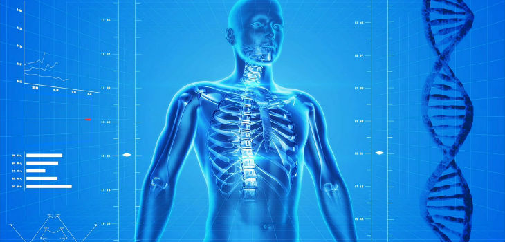 Importante paso para comprender el secreto de la precisión genética