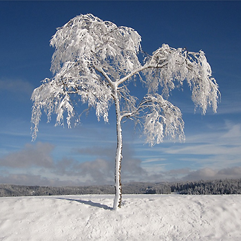 Árbol nevado. / Max Pixel