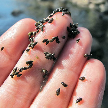 Potamopyrgus antipodarum. / FISHBIO