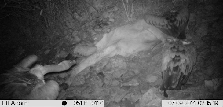 Buitres leonados alimentándose de noche en carroñas de ganado en la Cordillera Cantábrica, Parque Natural de Somiedo. / UAM
