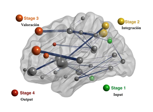Las regiones que componen la red cerebral estudiada contribuyen a la captura de la información relevante (Stage 1, input), su integración (Stage 2), valoración (Stage 3) y preparación de la respuesta (Stage 4, output). /UAM