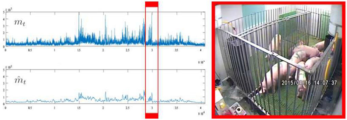 Patrón de movimientos e imagen del grupo de cerdos de los experimentos. / Visavet.