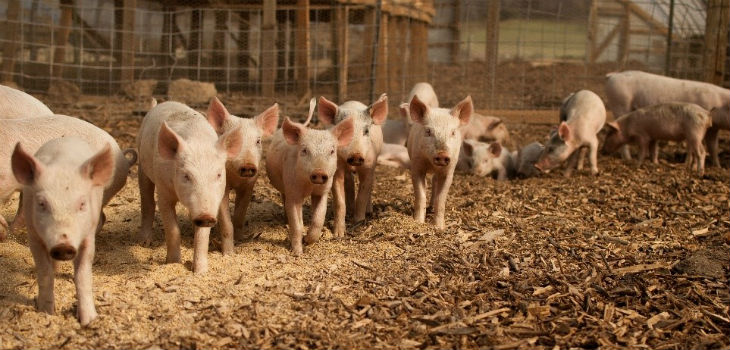 Más de 9.000 pollos y cerdos se han analizado en la Unión Europea en este estudio. / Brian Johnson & Diane Kantner (FLICKR)