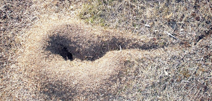 One of the active ant nests located in Somosaguas. /  O. Fesharaki. (UCM)