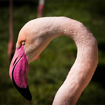 Flamenco. / Dobi78 (PIXABAY)