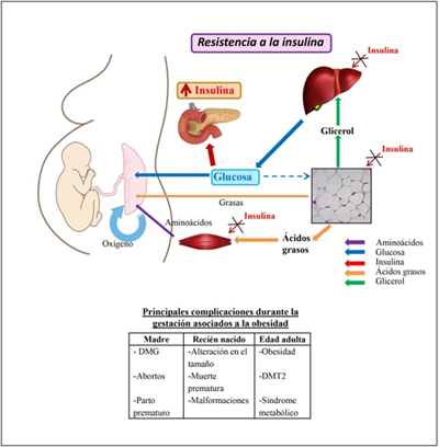 Adaptaciones metabólicas durante el último tercio de la gestación y las complicaciones asociadas a la obesidad.