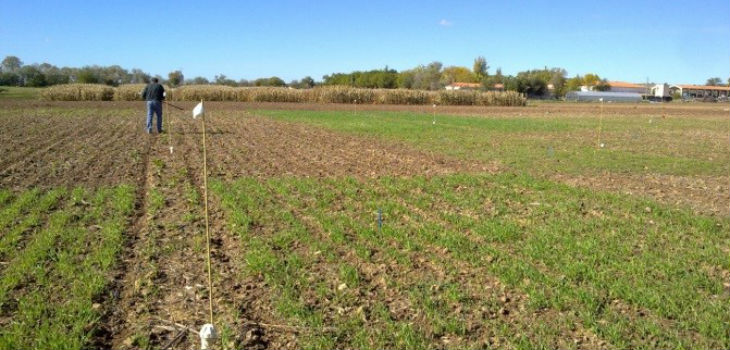Distribución de las parcelas con los distintos tratamientos durante los meses de invierno (cebada, veza y suelo desnudo). Ensayo de cultivos cubierta de larga duración (Finca La Chimenea, Aranjuez, Madrid).