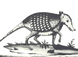 El Armadillo. Códice Pomar