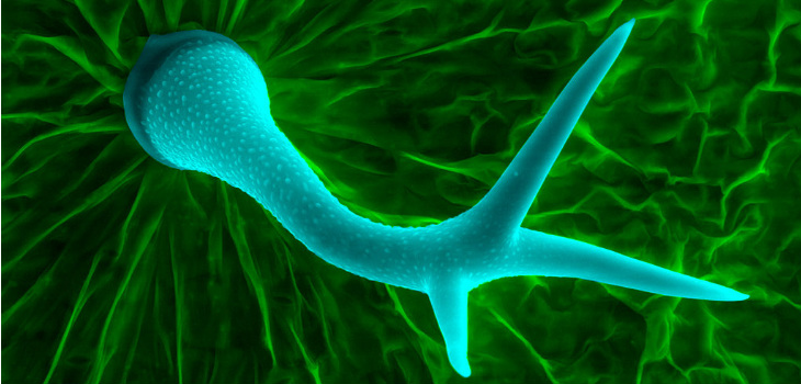 Resultado de imagen para yemas axilares microscopio